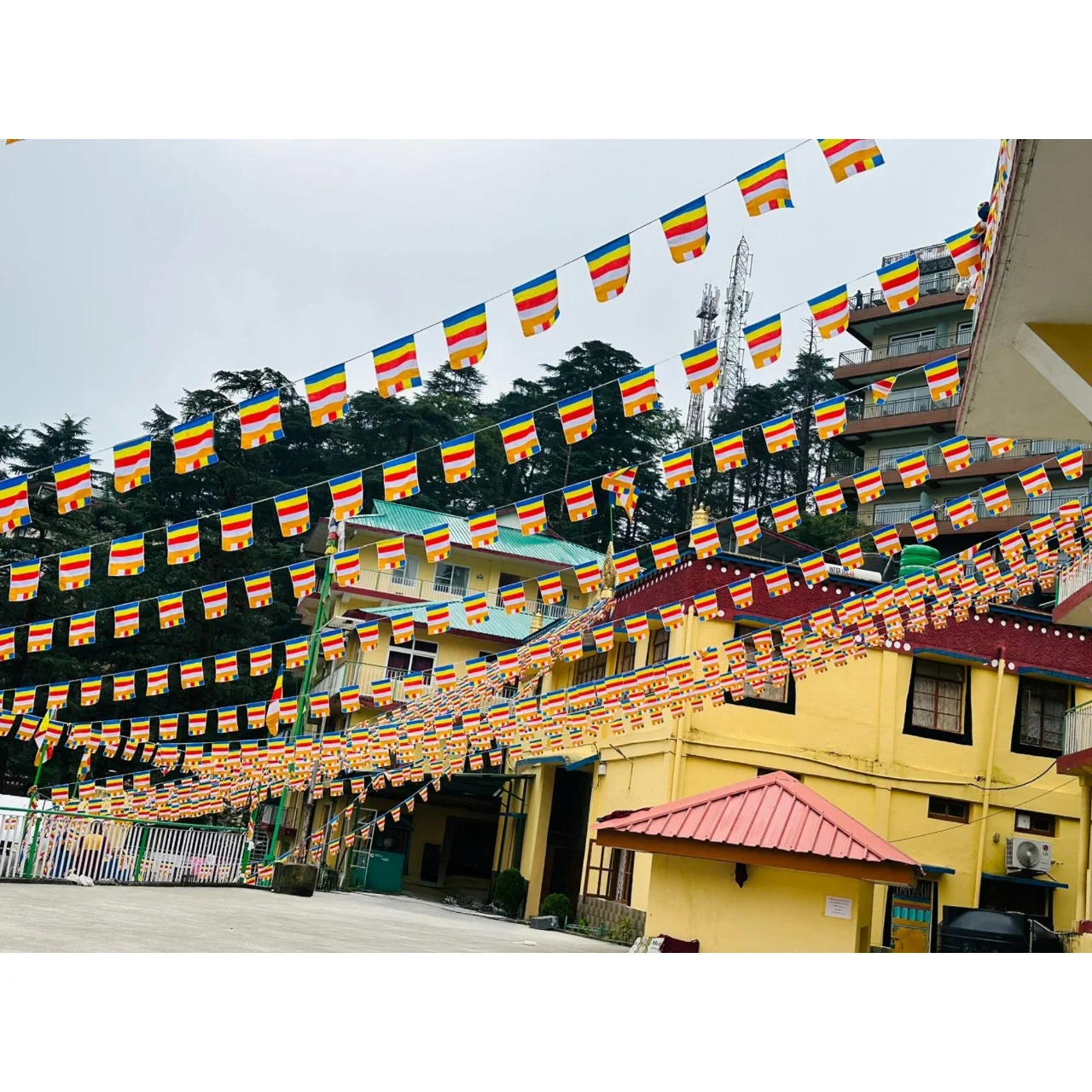 Buddhist Buntings